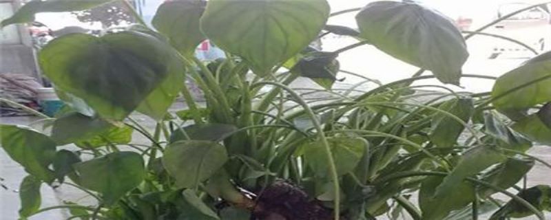 滴水观音怎么养「滴水观音怎么养才能更旺盛」_2