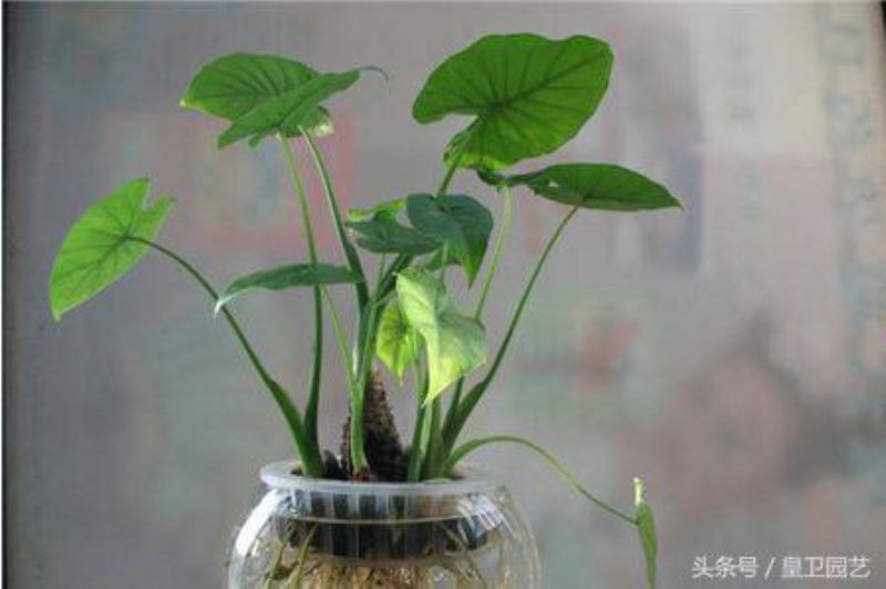 滴水观音怎么水培「滴水观音怎么水培生根」