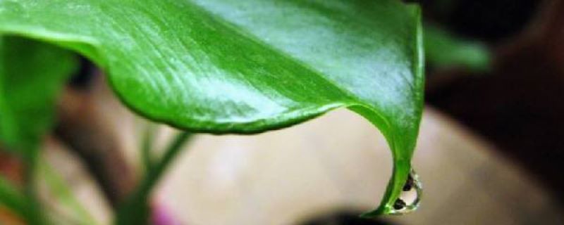 滴水观音怎样种植好「滴水观音怎样种植好看」