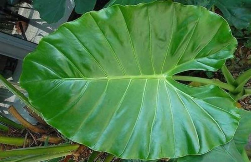 滴水观音怎样种植好「滴水观音怎样种植好看」