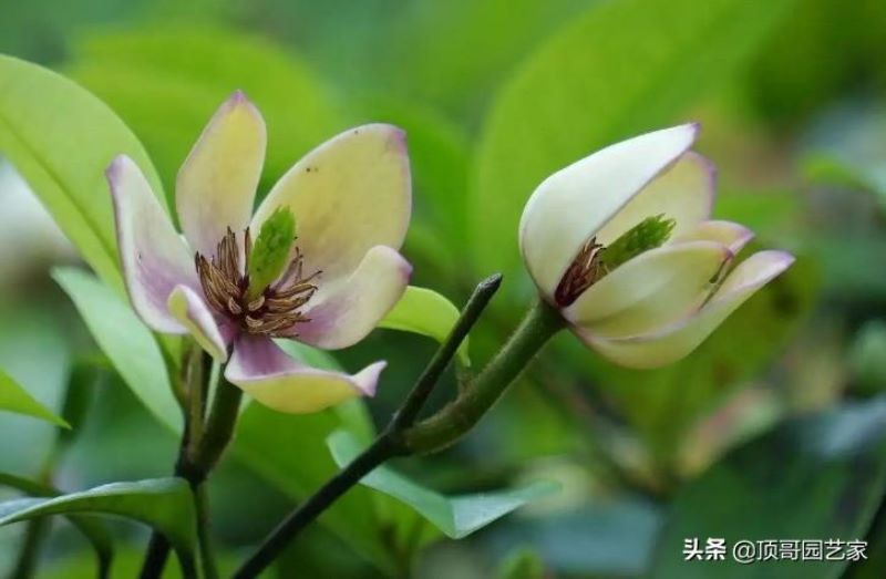 灌木植物有哪些植物「灌木植物有哪些植物图片」