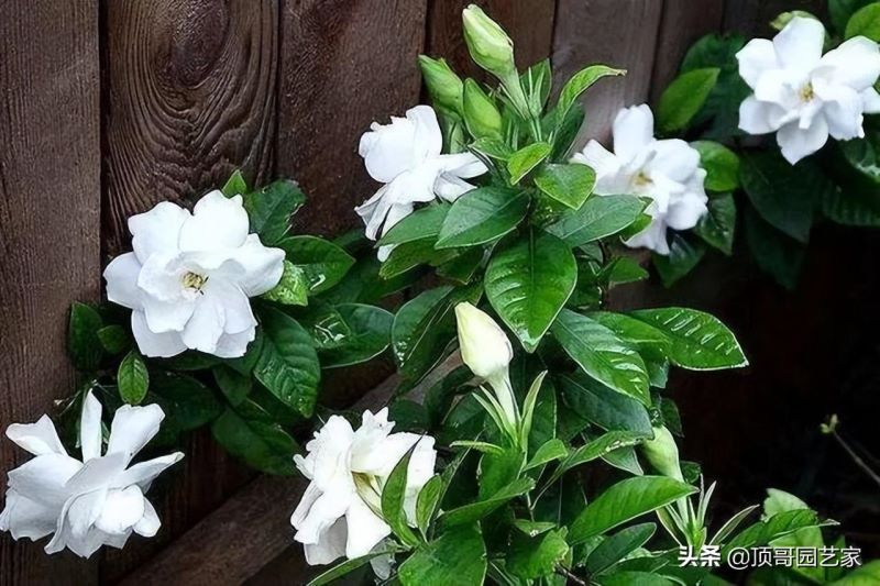 灌木植物有哪些植物「灌木植物有哪些植物图片」