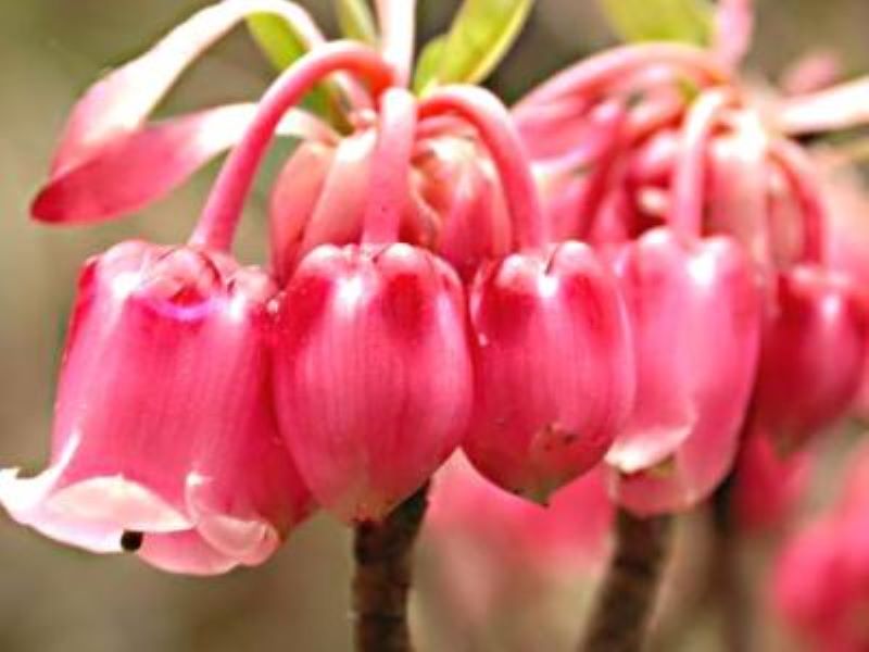 灯笼花冬季如何养护「灯笼花冬季如何养护和浇水」