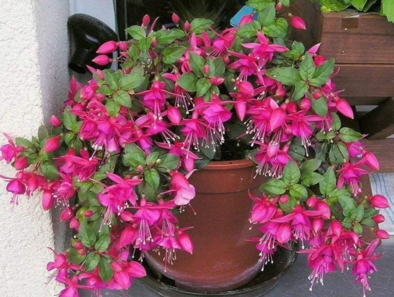灯笼花叶子干枯怎么救「灯笼花叶子干枯怎么救活」