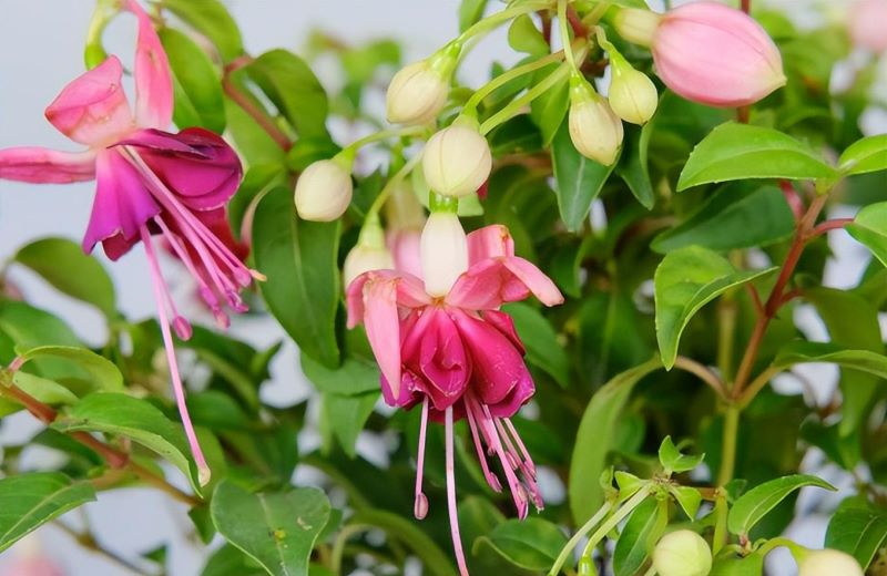 灯笼花如何修剪「灯笼花如何修剪视频」