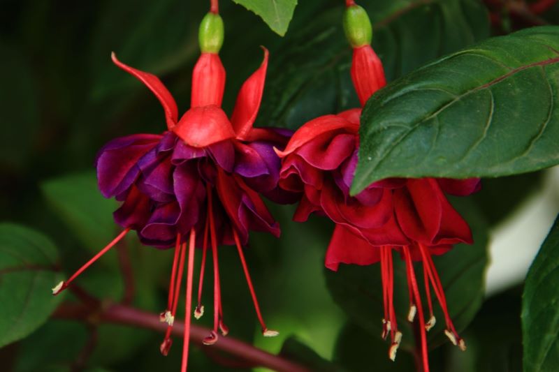 灯笼花怎么浇水「灯笼花怎么浇水最好」