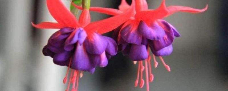 灯笼花落叶如何补救「灯笼花落叶如何补救视频」