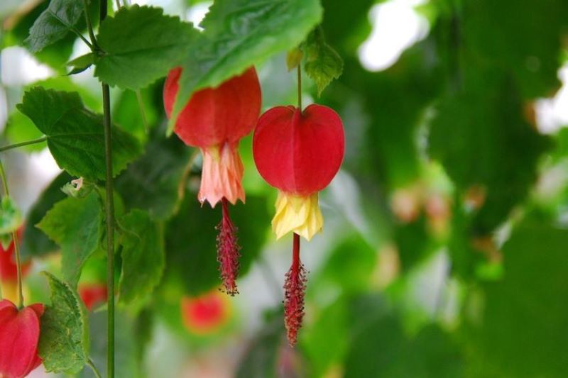 灯笼花落叶如何补救「灯笼花落叶如何补救视频」