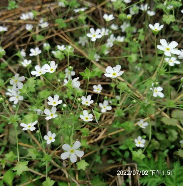 点地梅怎么种植「点地梅怎么种植视频」