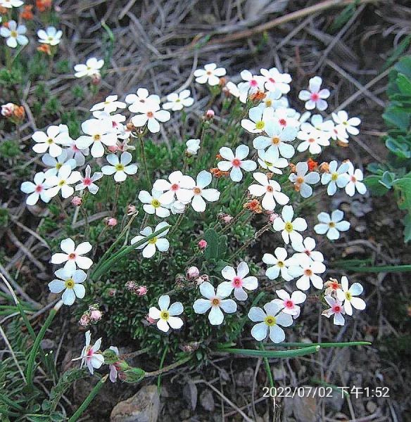 点地梅怎么种植「点地梅怎么种植视频」