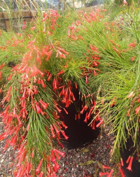 爆竹花什么时候开花「爆竹花什么时候开花-花期多长-」