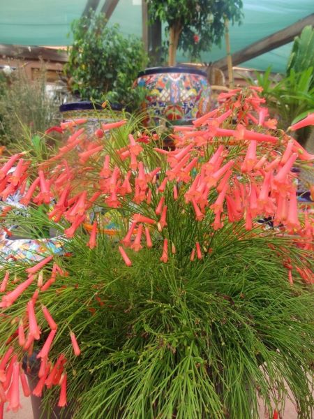 爆竹花什么时候开花「爆竹花什么时候开花-花期多长-」