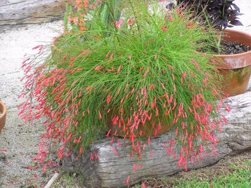 爆竹花什么时候开花「爆竹花什么时候开花-花期多长-」