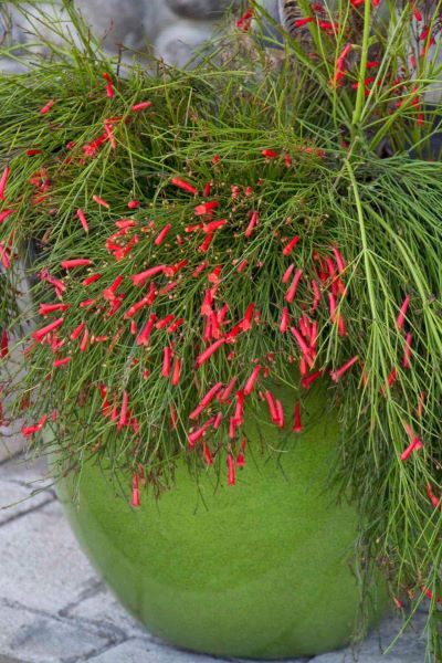 爆竹花什么时候开花「爆竹花什么时候开花-花期多长-」