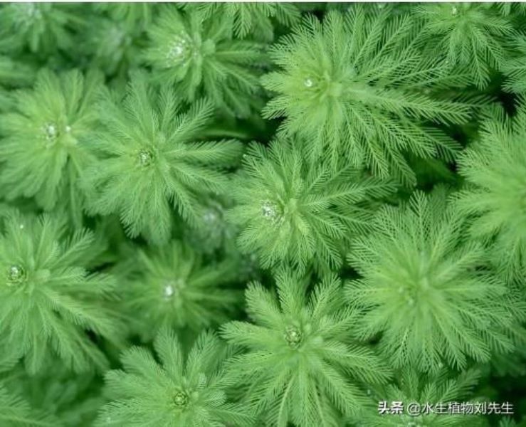 狐尾藻是什么植物「狐尾藻是什么植物图片」