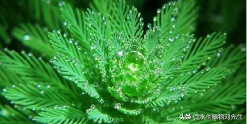 狐尾藻是什么植物「狐尾藻是什么植物图片」