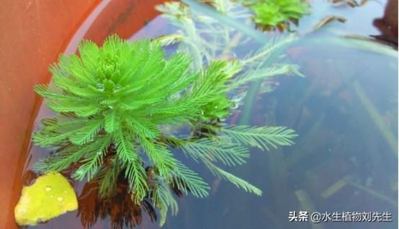 狐尾藻是什么植物「狐尾藻是什么植物图片」