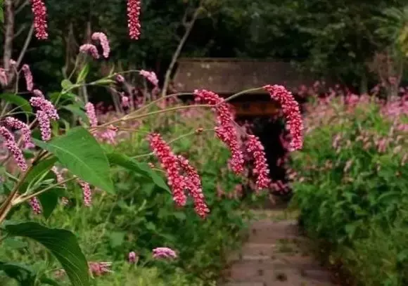 狗尾巴花是花还是草「狗尾巴花是什么」