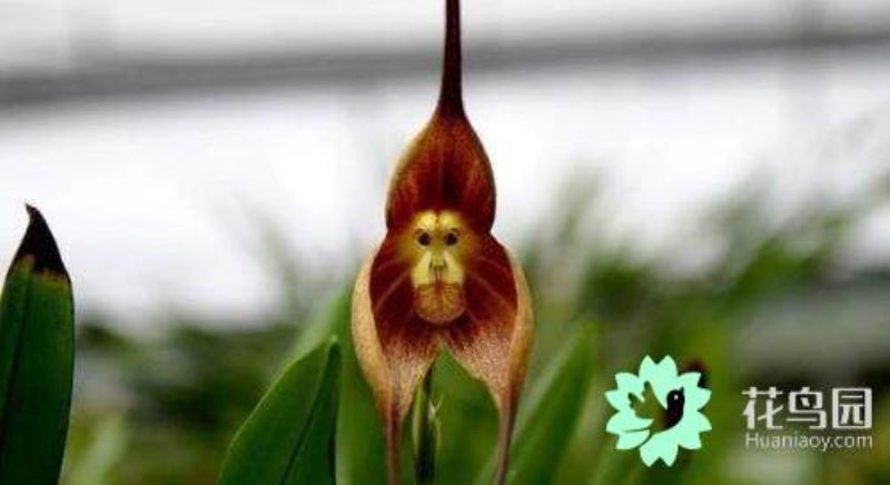 猴面兰什么时候种植「猴面兰什么时候种植最好」