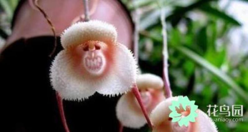 猴面兰什么时候种植「猴面兰什么时候种植最好」