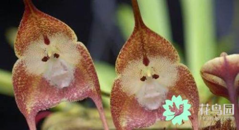 猴面兰花怎么种植「猴面兰花怎么种植视频」_1