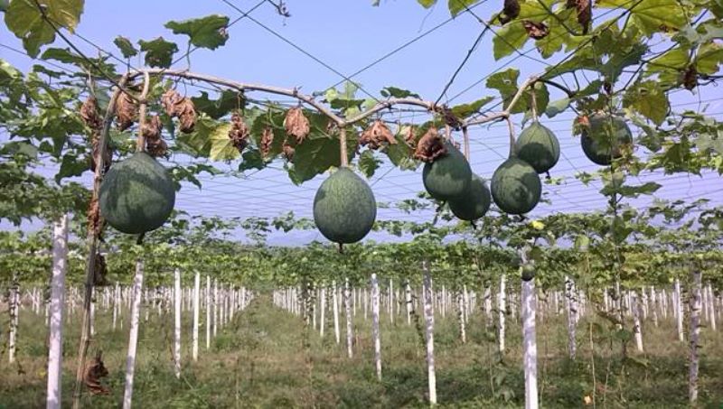 瓜蒌怎么种植「瓜蒌怎么种植技术」