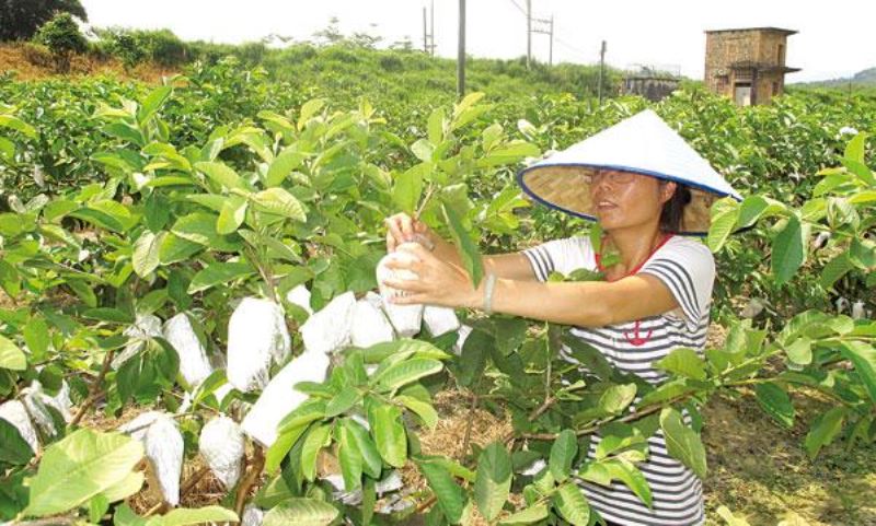 番石榴如何种植「番石榴如何种植技术」