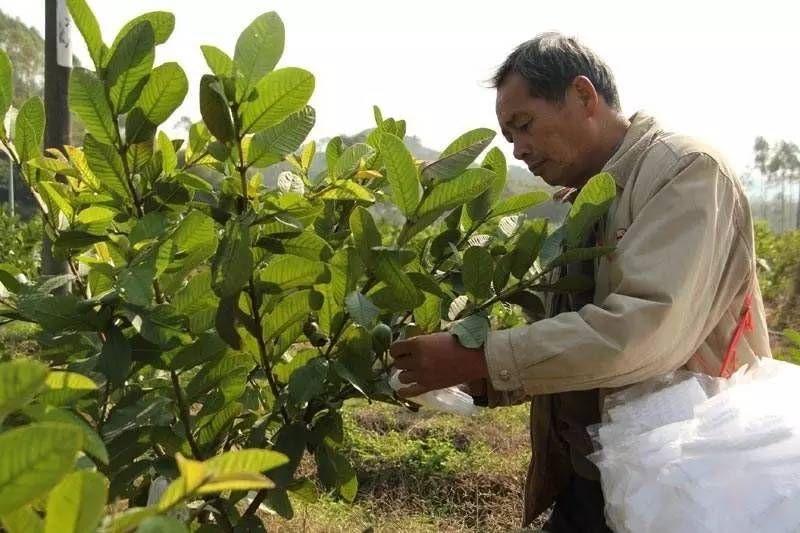 番石榴如何种植「番石榴如何种植技术」