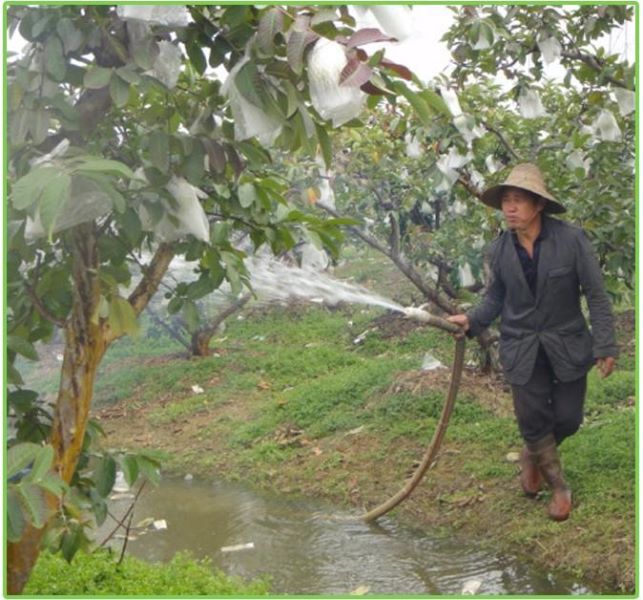 番石榴如何种植「番石榴如何种植技术」