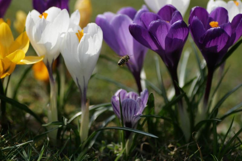 番红花什么时候开花「番红花什么时候开花-开几次」