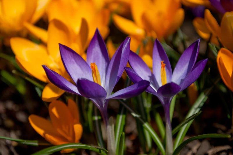 番红花什么时候开花「番红花什么时候开花-开几次」