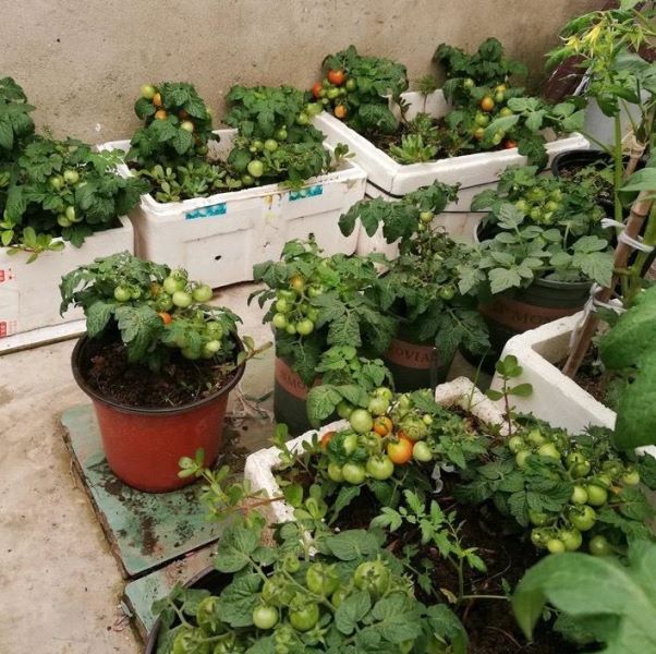 番茄怎么种植「番茄怎么种植才能高产」_2