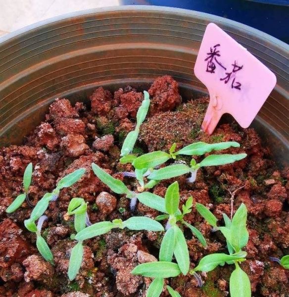 番茄怎么种植「番茄怎么种植才能高产」_2