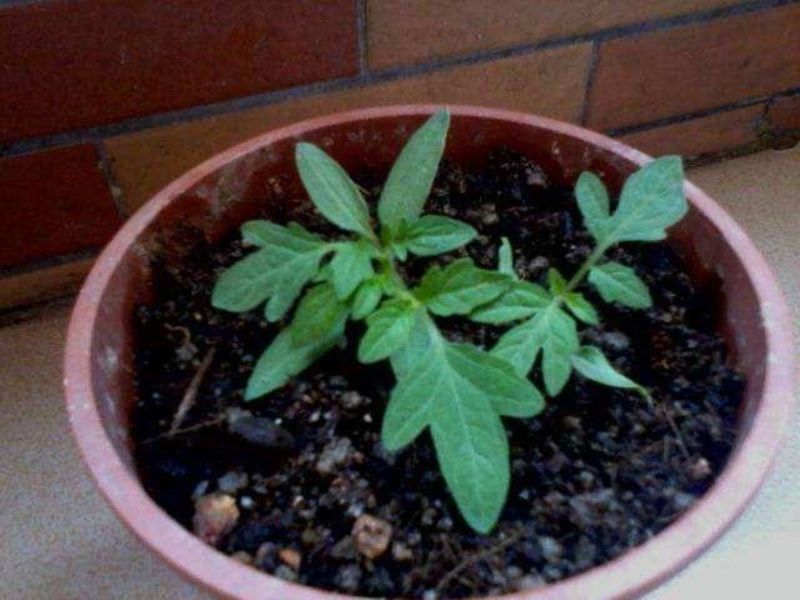 番茄怎么种植「番茄怎么种植才能高产」_2