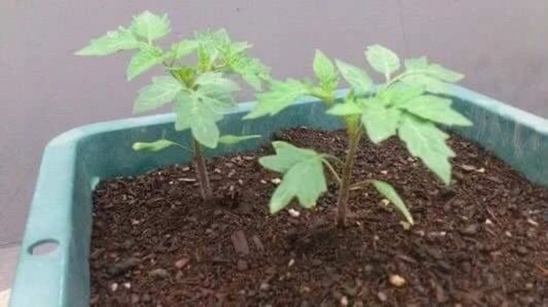 番茄怎么种植「番茄怎么种植才能高产」_2