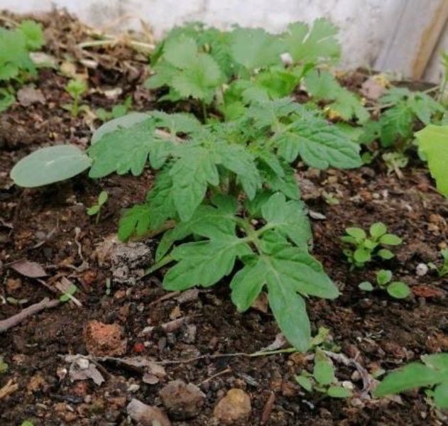 番茄怎么种植「番茄怎么种植才能高产」_2