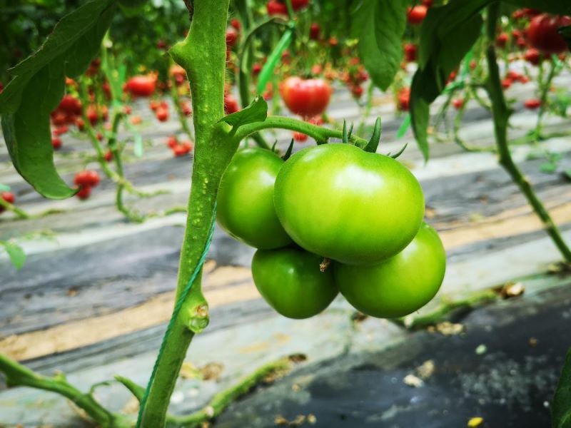 番茄怎么种植「番茄怎么种植才能高产」_5