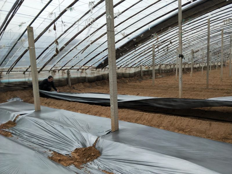 番茄怎么种植「番茄怎么种植才能高产」_5