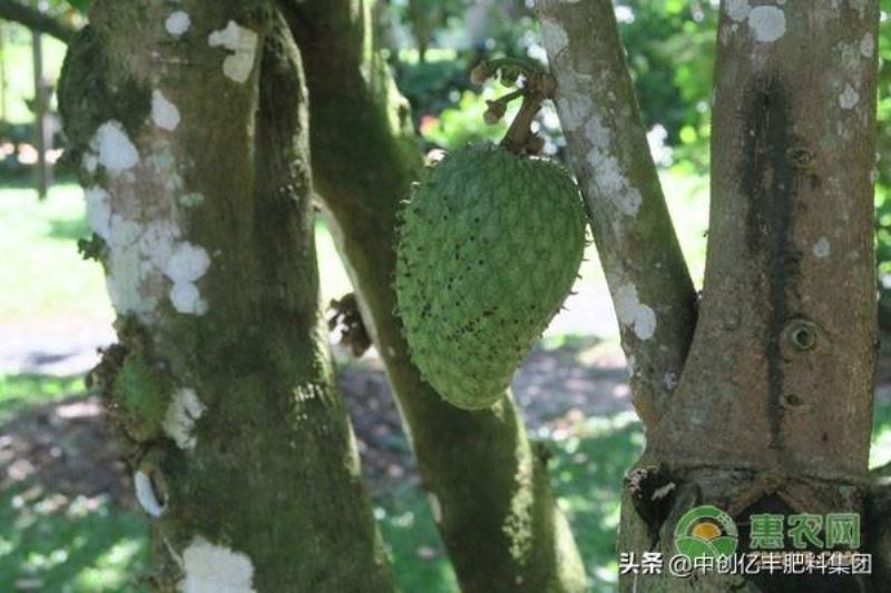 番荔枝怎么种植「番荔枝怎么种植技术」