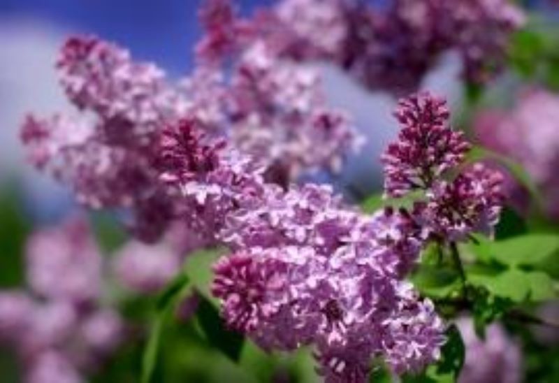 白丁香盆栽养殖方法和技术「白丁香花的花期有多长」