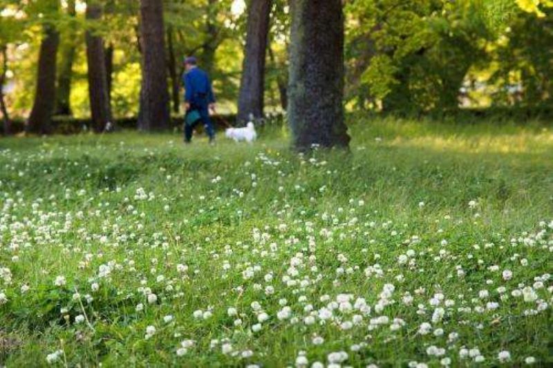 白三叶草种植方法「白三叶草种子种植方法」