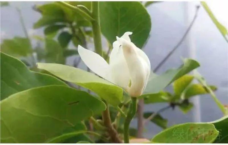 白兰花一年开几次花「白兰花一年开几次花(白玉兰花的养殖方法)」