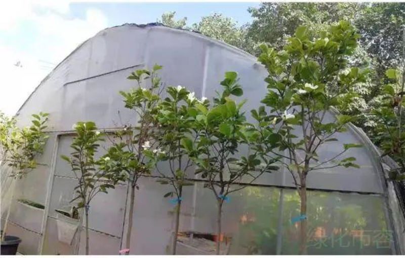 白兰花一年开几次花「白兰花一年开几次花(白玉兰花的养殖方法)」