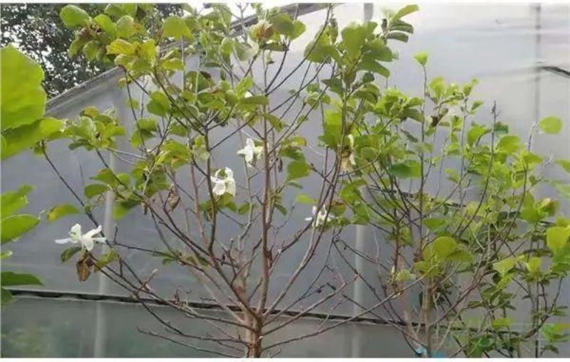 白兰花一年开几次花「白兰花一年开几次花(白玉兰花的养殖方法)」