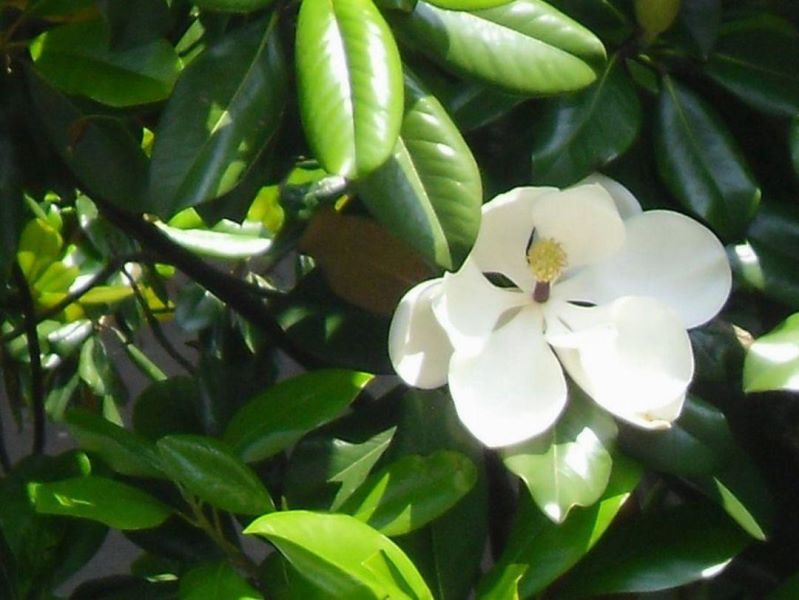 白兰花怎么养护「白兰花怎么养护和浇水」