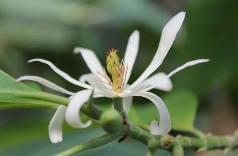白兰花怎么养护「白兰花怎么养护和浇水」