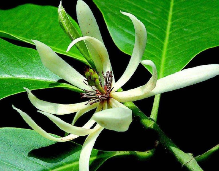 白兰花怎么养护「白兰花怎么养护和浇水」