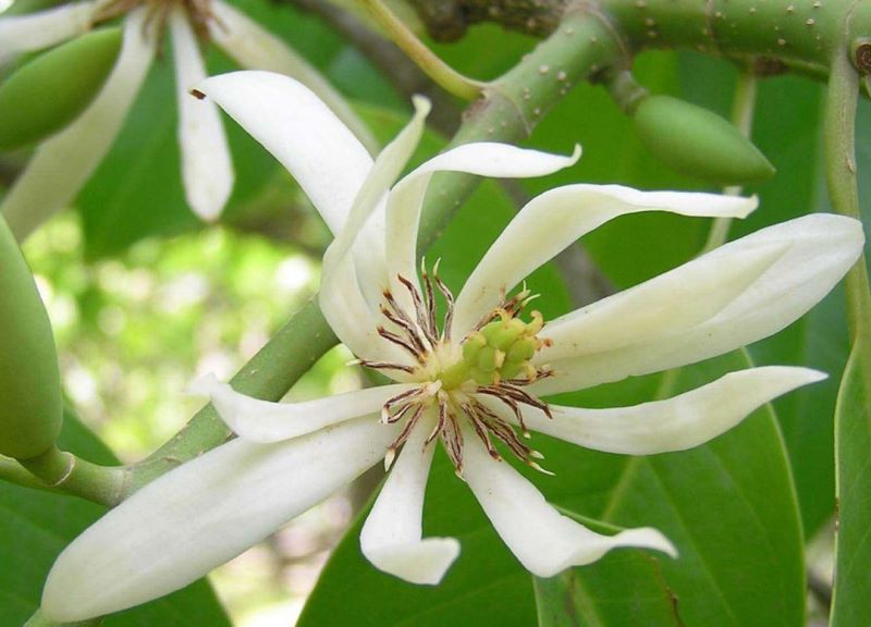 白兰花怎么养护「白兰花怎么养护和浇水」