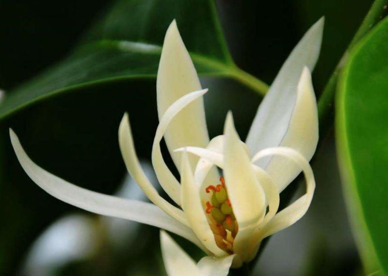 白兰花怎么养护「白兰花怎么养护和浇水」