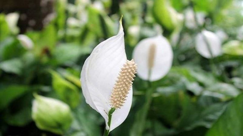 白掌花怎么养护「白掌花怎么养护和浇水」